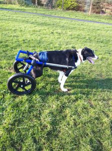 charity fundraiser - assistive technology for dog
